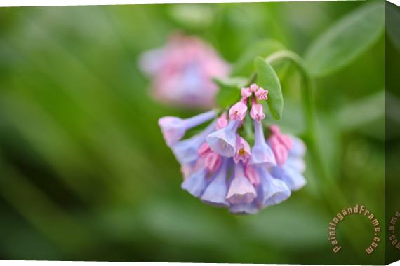 Collection 3 Virginia Bluebells Stretched Canvas Print / Canvas Art