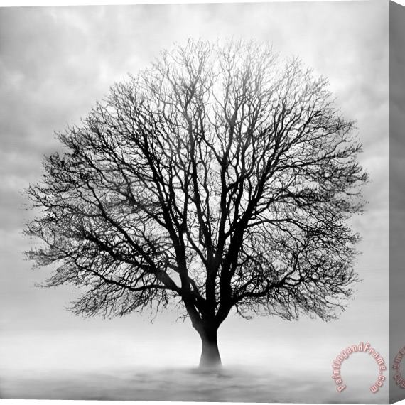 Collection 5 Silent Tree Stretched Canvas Painting / Canvas Art