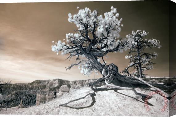Collection 6 Bryce Canyon Tree Sculpture Stretched Canvas Print / Canvas Art