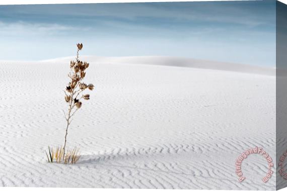 Collection 6 White Sands Stretched Canvas Painting / Canvas Art