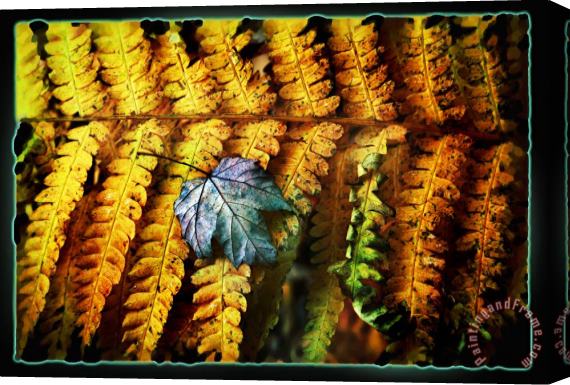 Collection 8 Autumn Fern Stretched Canvas Print / Canvas Art
