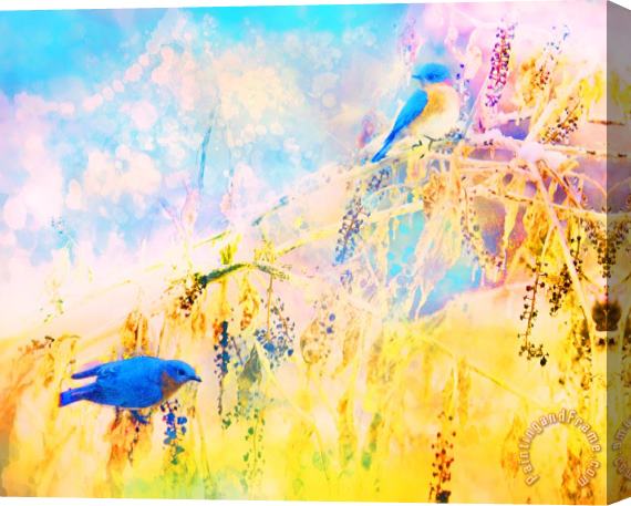 Collection 8 Bluebirds return Stretched Canvas Print / Canvas Art