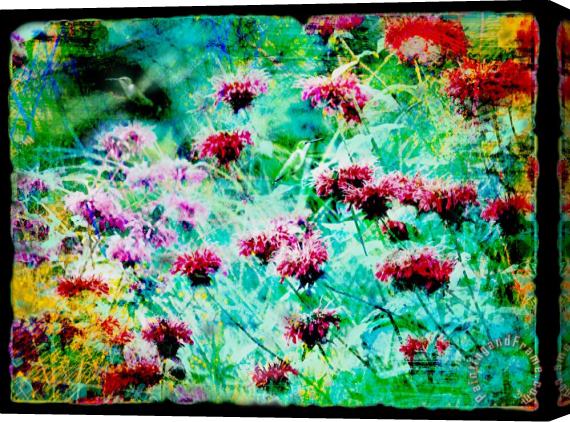 Collection 8 Hummingbirds nectar gathering Stretched Canvas Painting / Canvas Art