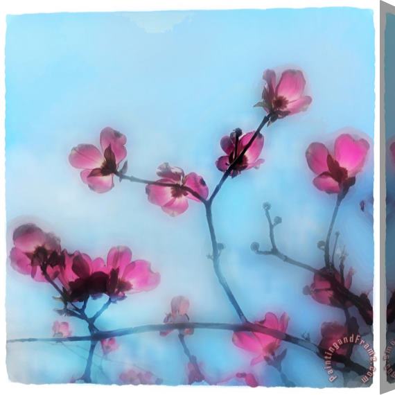 Collection 8 Spring blossom Stretched Canvas Print / Canvas Art