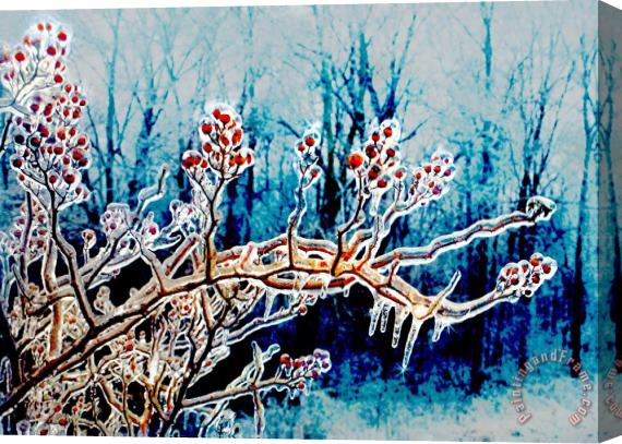 Collection 8 Winter berries Stretched Canvas Painting / Canvas Art