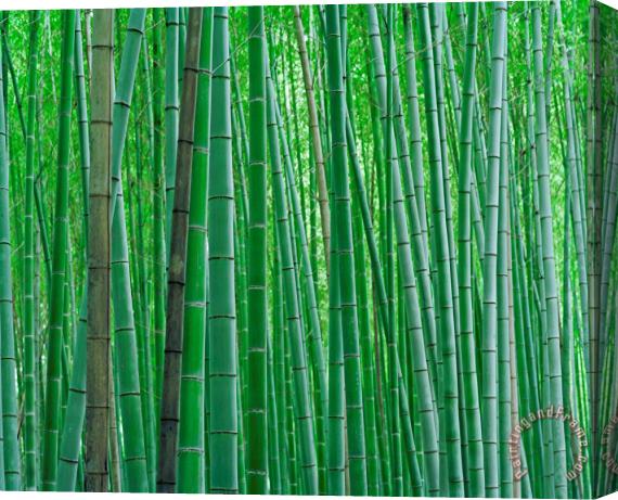 Collection Bright Green Bamboo Forest in Kyoto Japan Stretched Canvas Painting / Canvas Art