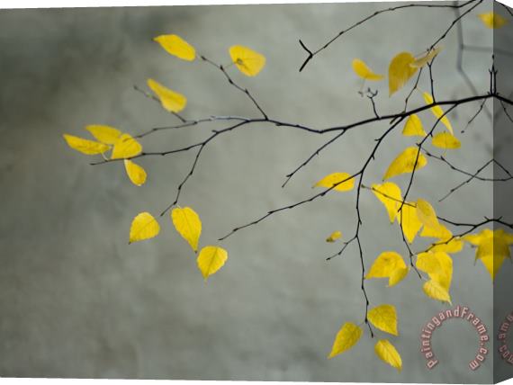 Collection Yellow Autumnal Birch Betula Tree Limbs Against Gray Stucco Wall Stretched Canvas Painting / Canvas Art