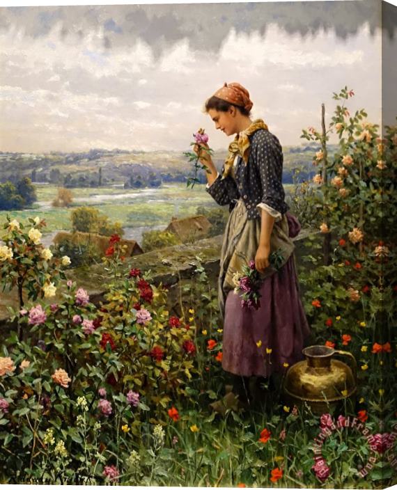 Daniel Ridgway Knight Maiden Picking Flowers Stretched Canvas Print / Canvas Art