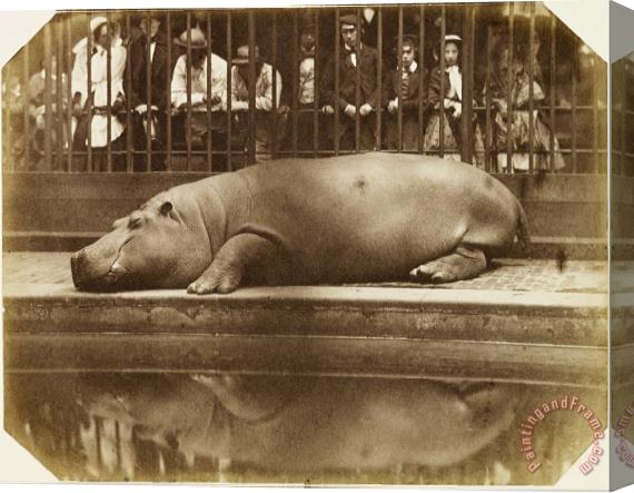 Don Juan, Comte De Montizon Obaysch, The Hippopotamus, London Zoo Stretched Canvas Print / Canvas Art