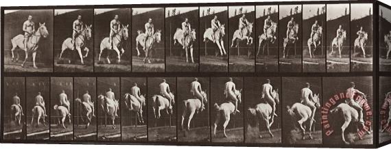 Eadweard J. Muybridge Animal Locomotion, Plate 646 Stretched Canvas Print / Canvas Art