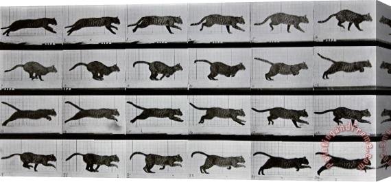 Eadweard Muybridge Cat Running Stretched Canvas Print / Canvas Art
