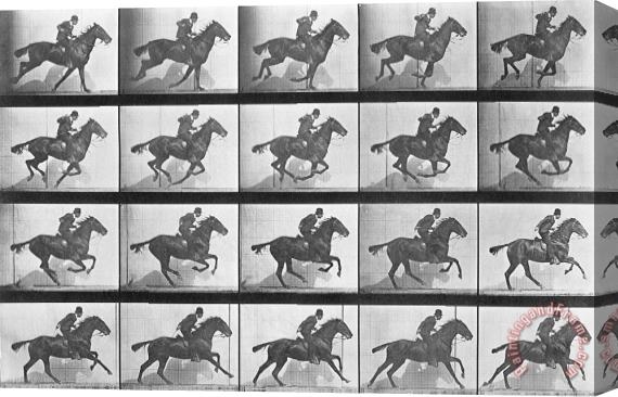 Eadweard Muybridge Galloping Horse Stretched Canvas Painting / Canvas Art