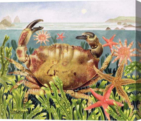EB Watts Furrowed Crab With Starfish Underwater Stretched Canvas Painting / Canvas Art