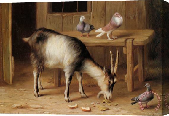 Edgar Hunt A Goat And Pigeons in a Farmyard Stretched Canvas Painting / Canvas Art