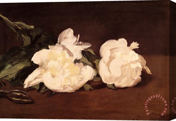 Edouard Manet Branch of White Peonies And Secateurs Stretched Canvas Print / Canvas Art