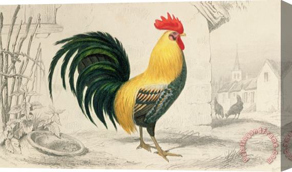 Edouard Travies Domestic Cock Stretched Canvas Print / Canvas Art
