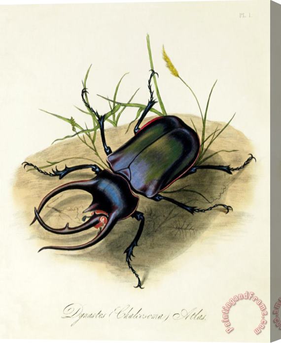 Edward Donovan Atlas Beetle, Chalcosoma Atlas Stretched Canvas Print / Canvas Art