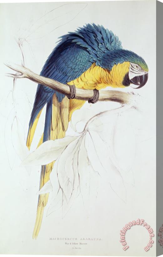 Edward Lear Blue And Yellow Macaw Stretched Canvas Print / Canvas Art
