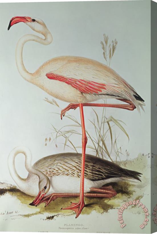Edward Lear Flamingo Stretched Canvas Print / Canvas Art