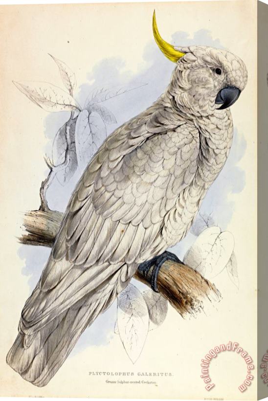Edward Lear Plyctolophus Galeritus. Greater Sulphur Crested Cockatoo. Stretched Canvas Print / Canvas Art