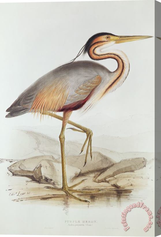 Edward Lear Purple Heron Stretched Canvas Painting / Canvas Art