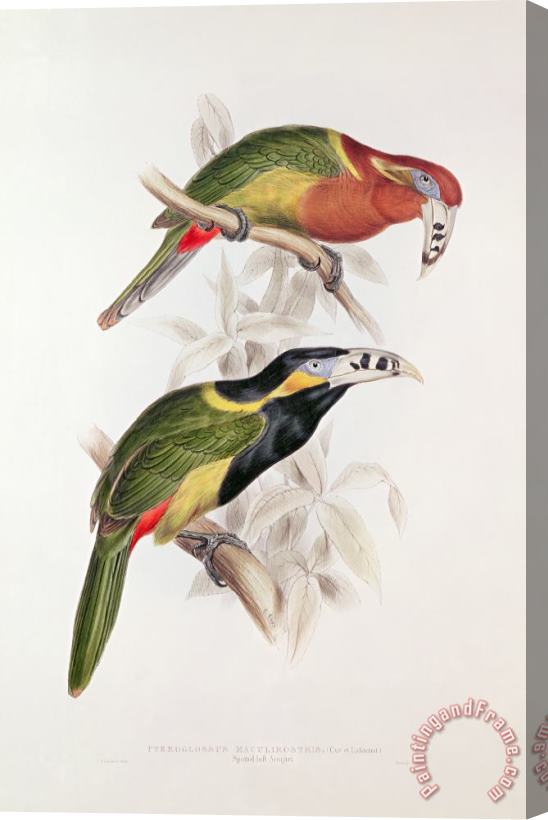 Edward Lear Spotted Bill Aracari Stretched Canvas Painting / Canvas Art