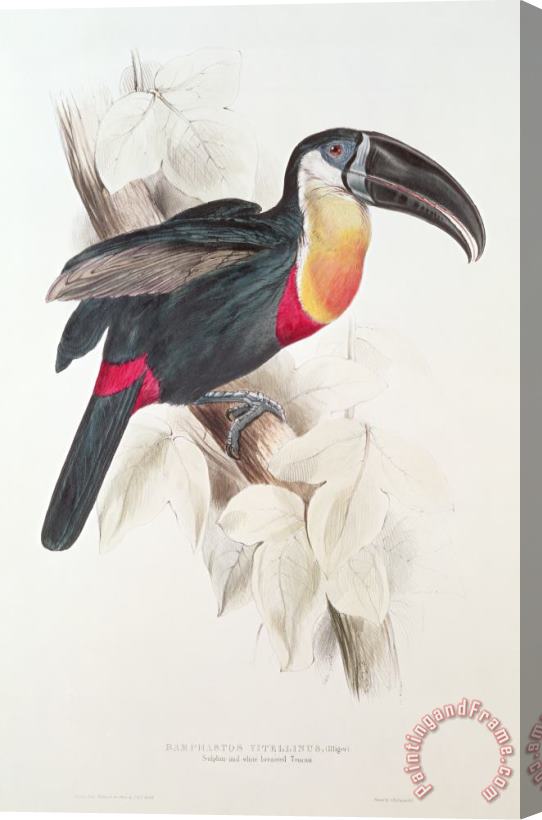 Edward Lear Toucan Stretched Canvas Painting / Canvas Art