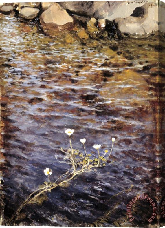 Eero Jarnefelt Pond Water Crowfoot Stretched Canvas Print / Canvas Art
