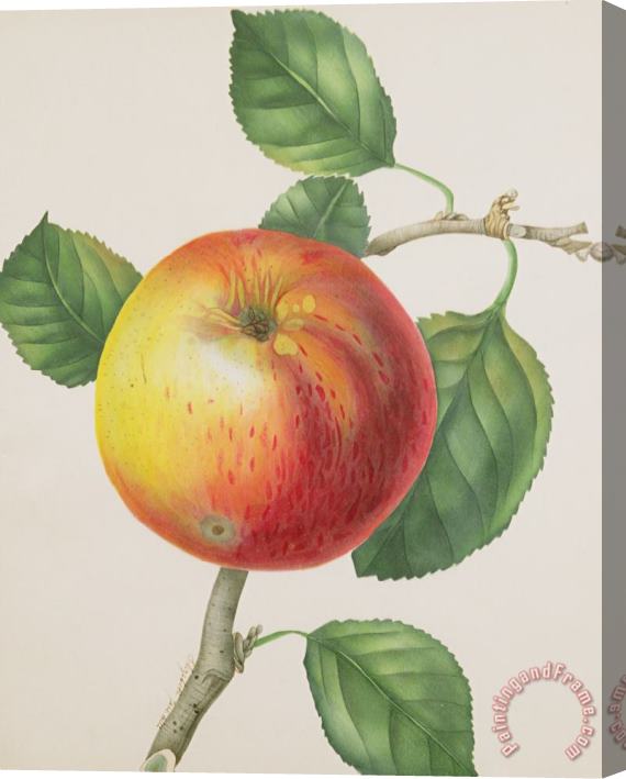 Elizabeth Jane Hill An Apple Stretched Canvas Painting / Canvas Art