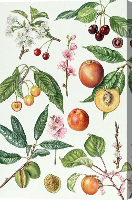 Elizabeth Rice Cherries and other fruit-bearing trees Stretched Canvas Painting / Canvas Art