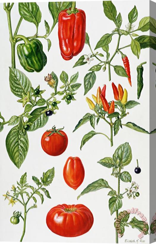 Elizabeth Rice Tomatoes and related vegetables Stretched Canvas Print / Canvas Art
