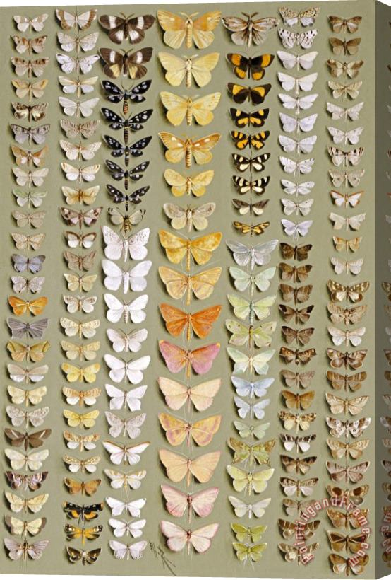 Ellis Rowan One Hundred And Fifty Eight Moths Stretched Canvas Print / Canvas Art