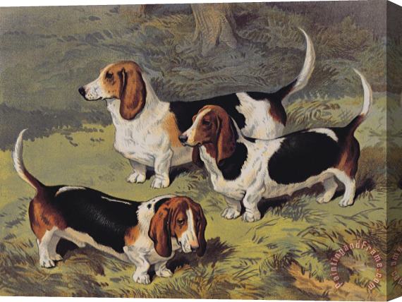 English School Basset Hounds Stretched Canvas Painting / Canvas Art