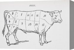 Drawing Canvas Prints - Drawing Of A Bullock Marked To Show Eighteen Different Cuts Of Meat by English School