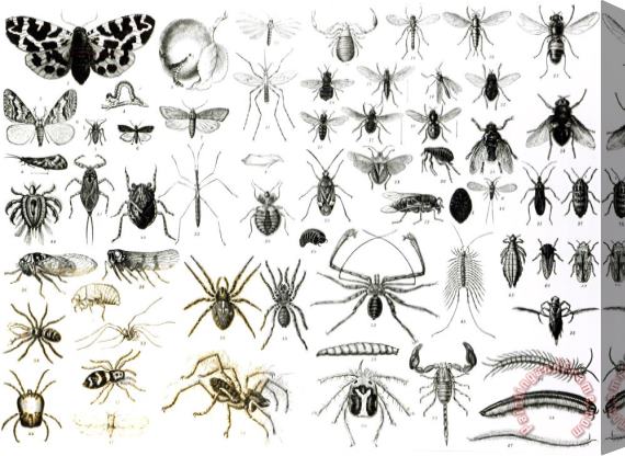 English School Entomology Myriapoda And Arachnida Stretched Canvas Painting / Canvas Art