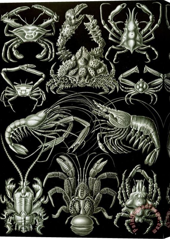 Ernst Haeckel Examples Of Decapoda Kunstformen Der Natur Stretched Canvas Print / Canvas Art