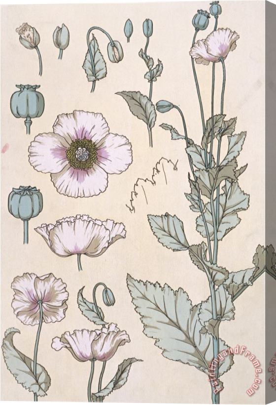 Eugene Grasset Botanical Diagram of a Poppy Stretched Canvas Print / Canvas Art