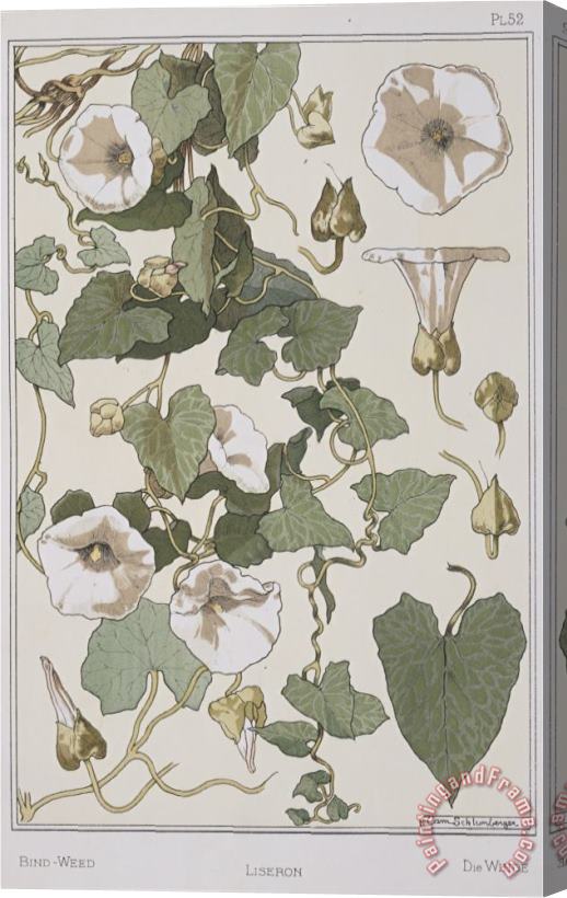 Eugene Grasset Botanical Diagram of Bind Weed Stretched Canvas Painting / Canvas Art