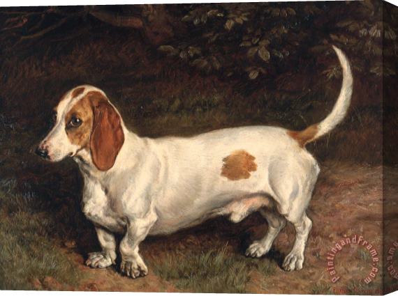 Frank Paton A Favorite Dachshund Stretched Canvas Painting / Canvas Art