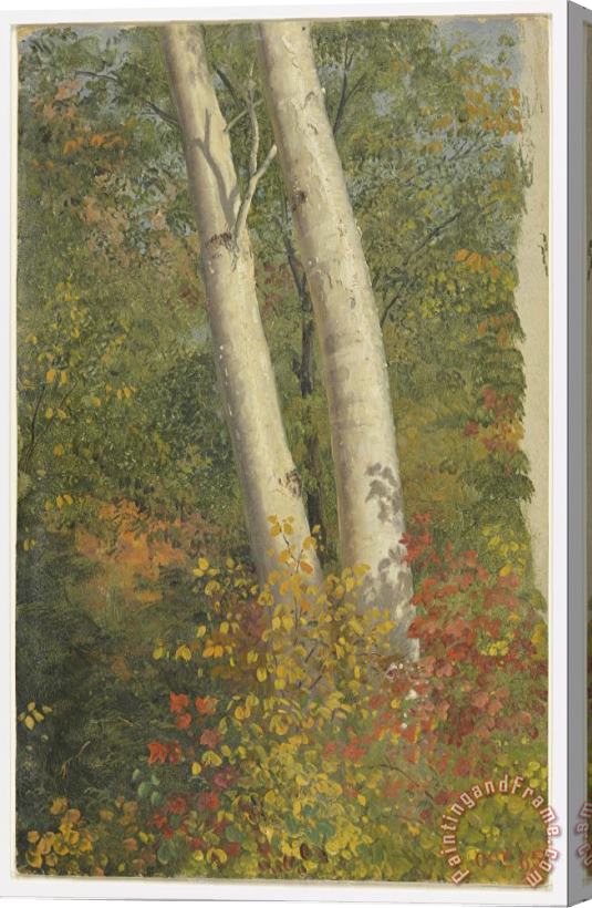 Frederic Edwin Church Birch Trees in Autumn Stretched Canvas Painting / Canvas Art
