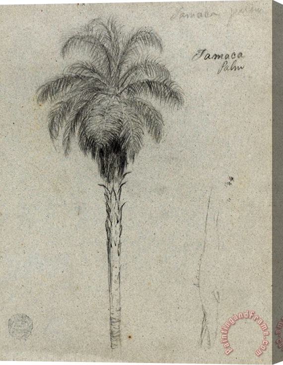 Frederic Edwin Church Botanical Sketch Showing Two Views of The Tamaca Palm Stretched Canvas Painting / Canvas Art