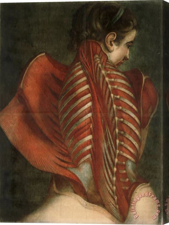 French Jacques-Fabien Gautier-Dagoty Muscles of The Back Stretched Canvas Print / Canvas Art