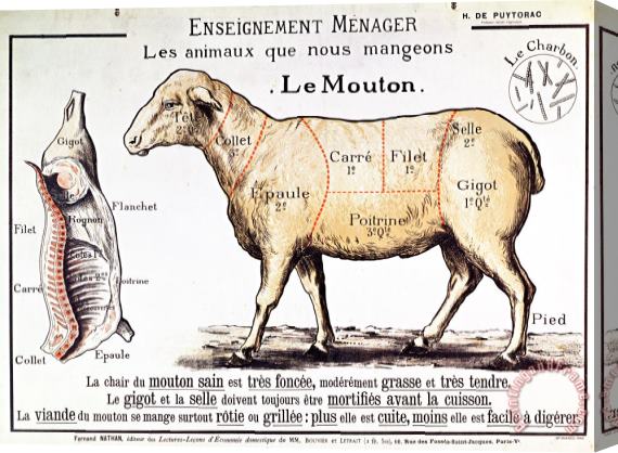French School Mutton Stretched Canvas Print / Canvas Art