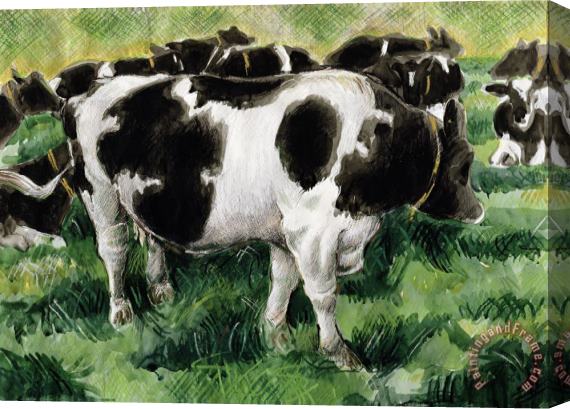 Gareth Lloyd Ball Friesian Cows Stretched Canvas Print / Canvas Art