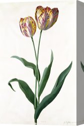 Georg Pauli Canvas Prints - 5 Tulip Tulip by Georg Dionysius Ehret