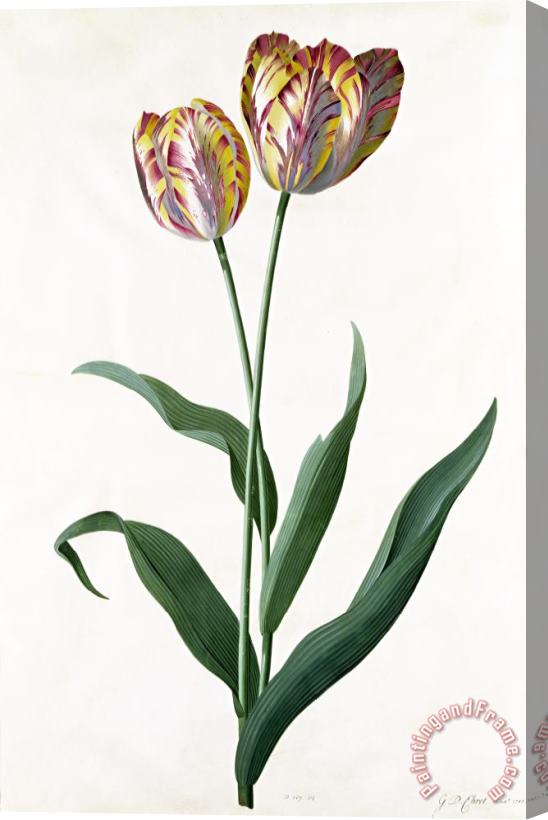 Georg Dionysius Ehret 5 Tulip Tulip Stretched Canvas Print / Canvas Art