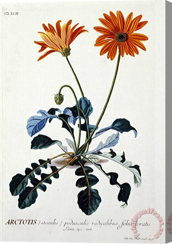 Georg Dionysius Ehret African Daisy Stretched Canvas Print / Canvas Art