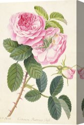 Georg Pauli Canvas Prints - Common Provence Rose by Georg Dionysius Ehret