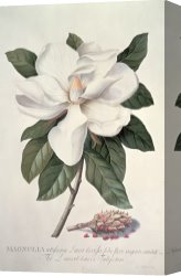 Georg Pauli Canvas Prints -  Magnolia by Georg Dionysius Ehret