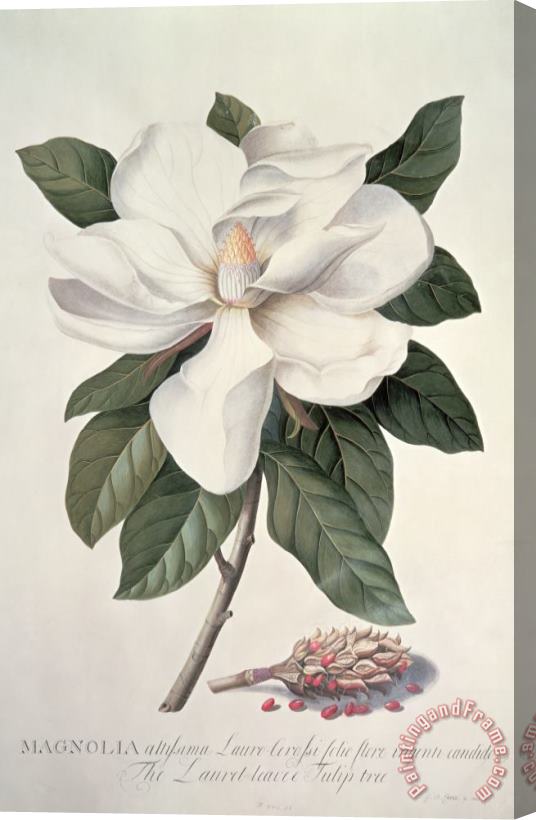 Georg Dionysius Ehret  Magnolia Stretched Canvas Painting / Canvas Art